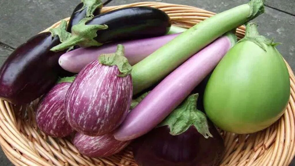 Brinjal