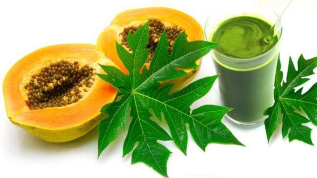 Papaya Leaf Juice Benefits