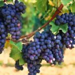 Benefits of Grapes : ద్రాక్ష పండు ఔషధ గుణాలు మెండు