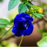 aparajita flower:మెరిసేటి పువ్వా.. అందంగా, యవ్వనంగా మెరిసిపోవాలంటే దీన్ని ట్రై చేయండి!