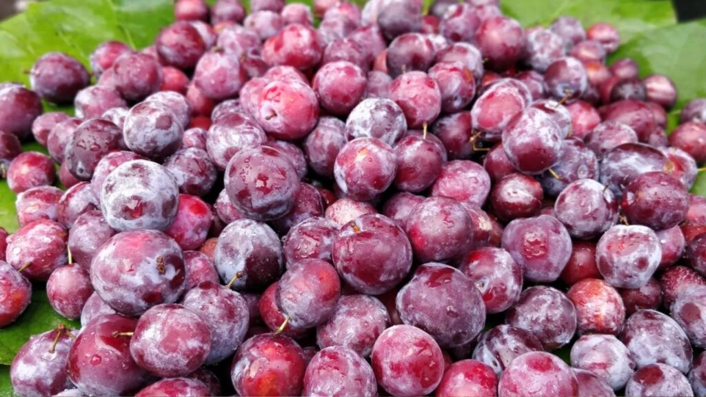 Sherbet Berry Benefits