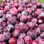 Sherbet Berry Benefits: వేసవిలో ఈ పండు తింటే.. ఎన్ని ప్రయోజనాలో తెలుసా?