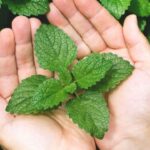 Benefits of Mint Leaves: వావ్.. ప్రతి రోజూ పుదీనా తింటే ఇన్ని లాభాలా..?