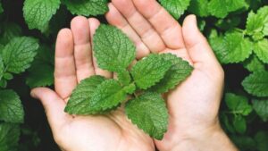 Benefits of Mint Leaves