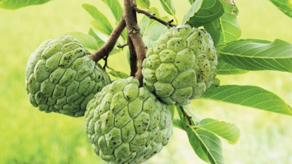Benefits of Custard Apple
