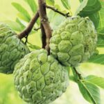 Benefits of Custard Apple: క్యాన్సర్‌ను పారదోలే అద్భుత ఫలం.. మన శీతాఫలం! కనిపిస్తే అస్సలొదలొద్దు..