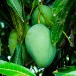 mango leaves health benefits: మామిడి ఆకులతో మొటిమలకు చెక్.. ఈ బెనిఫిట్స్ తెలిస్తే అస్సలు వదలరు!