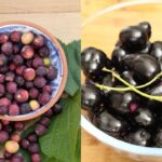 Health Tips: వేసవి సీజన్‌లో ఈ రెండు ఫ్రూట్స్ ఒక వరం.. తింటే అవుతారు యవ్వనం!