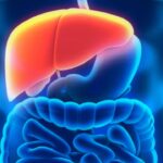 Liver Health: కాలేయాన్ని ఆరోగ్యంగా ఉంచే అద్భుతమైన ఆహారాలు.. తింటే ఫుల్ హెల్దీ!