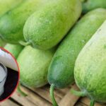 white ashgourd juice benefits: నమ్మాల్సిందే బ్రదర్.. బరువు తగ్గాలన్నా.. చర్మం మెరవాలన్నా ఇదే బెస్ట్!
