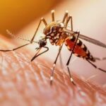 mosquito infestation control tips: వర్షాకాలంలో ఇంట్లో దోమల బెడద.. ఇలా చేస్తే చిటికెలో కంట్రోల్!