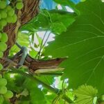 chew vine leaves: పరగడుపున ఈ ఆకులు నమిలితే.. బాడీలో ఉన్న సమస్యలన్నీ మటుమాయం!
