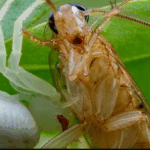 Life Style: వర్షాకాలంలో పురుగుల బెడద వేధిస్తోందా? ఈ సింపుల్ టిప్స్ తో చెక్