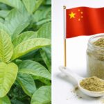 Guava Leaves: పసిడి కంటే విలువైన జామ ఆకులు.. చైనాలో లక్షల కోట్ల బిజినెస్! మన పెరట్లోని అమృత భాండాగారాన్ని మర్చిపోతున్నామా?