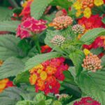 అడవిని కబళిస్తున్న ‘అందమైన’ శత్రువు.. అడవులకు ‘క్యాన్సర్’లా మారిన తలంబ్రాల పూల మొక్క గండం!