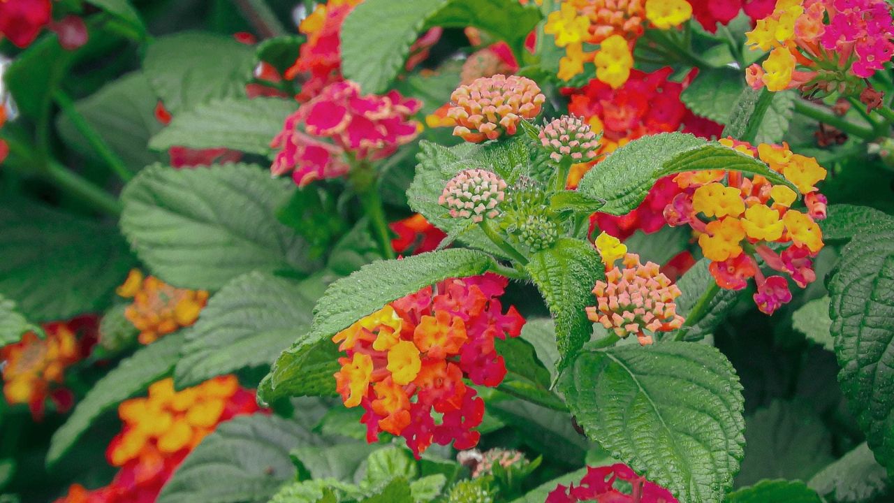 Lantana Camara