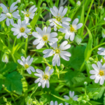 Small Leaf Milkweed: రోడ్డు పక్కన పెరిగే ఈ చిన్న మొక్క అద్భుతాల గని! ‘మినీ ఫార్మసీ’ని తలదన్నే ఔషధ గుణాలు!