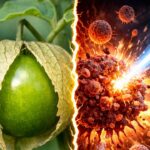 Tomatillo: పిందెలా కనిపించే ఈ చిన్న పండు కేన్సర్‌కు పెను ముప్పు! 90 శాతం మందికి తెలియని ‘టొమాటిల్లో’ రహస్యం !