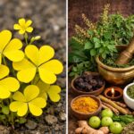 Yellow Sorrel: కలుపు మొక్క అని తీసిపారేయకండి.. పసిడి వన్నె ‘ఎల్లో సోరెల్’లో దాగున్న అద్భుత ఆరోగ్య రహస్యాలు ఇవే!