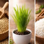 కిచెన్‌లో దాగున్న ‘మట్టి’ రహస్యం: వండని బియ్యం మేలా? వండినవి మంచివా? భూమిని ‘బంగారం’ చేసే కొత్త టెక్నిక్!